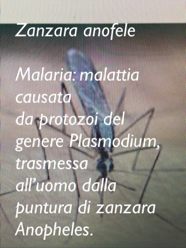 Malaria: che cos'è, sintomi, come curarla