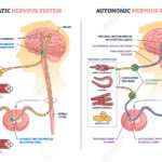 sistema nervoso autonomo