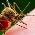 Il Virus del Nilo Occidentale (WNV) è un arbovirus, ovvero un virus trasmesso da artropodi, in particolare dalle zanzare. Scoperto per la prima volta nel 1937 in Uganda, negli ultimi decenni si è diffuso in molte parti del mondo, compresa l'Europa e l'Italia.