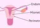 L'endometrio è il tessuto che riveste la parete interna dell'utero, un organo fondamentale dell'apparato riproduttivo femminile.