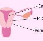 L'endometrio è il tessuto che riveste la parete interna dell'utero, un organo fondamentale dell'apparato riproduttivo femminile.