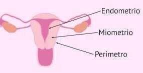 L'endometrio è il tessuto che riveste la parete interna dell'utero, un organo fondamentale dell'apparato riproduttivo femminile.