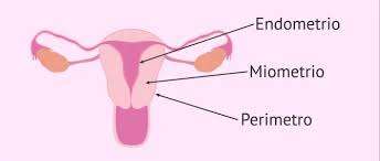 L'endometrio è il tessuto che riveste la parete interna dell'utero, un organo fondamentale dell'apparato riproduttivo femminile.