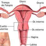 L'utero è un organo muscolare cavo, a forma di pera rovesciata, situato nella piccola pelvi femminile, tra la vescica e il retto. È un organo fondamentale dell'apparato riproduttivo femminile