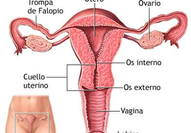 L'utero è un organo muscolare cavo, a forma di pera rovesciata, situato nella piccola pelvi femminile, tra la vescica e il retto. È un organo fondamentale dell'apparato riproduttivo femminile