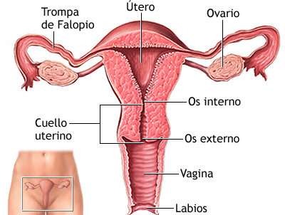 L'utero è un organo muscolare cavo, a forma di pera rovesciata, situato nella piccola pelvi femminile, tra la vescica e il retto. È un organo fondamentale dell'apparato riproduttivo femminile