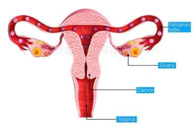 Le ovaie sono due organi ghiandolari, di forma ovale, grandi come una prugna, situate nella pelvi femminile, ai lati dell'utero.