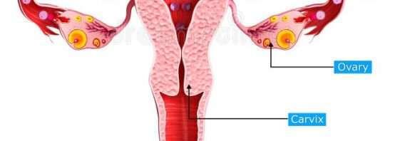 Le ovaie sono due organi ghiandolari, di forma ovale, grandi come una prugna, situate nella pelvi femminile, ai lati dell'utero.