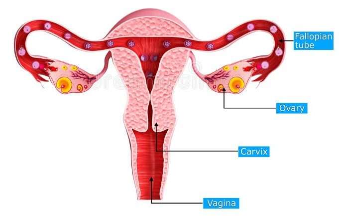 Le ovaie sono due organi ghiandolari, di forma ovale, grandi come una prugna, situate nella pelvi femminile, ai lati dell'utero.